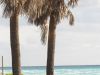 Palmen am Strand von Miami Beach