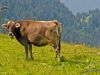 lustenau-wochenende_2012-08-12_0158_bearbeitet-1