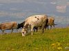 lustenau-wochenende_2012-08-12_0204_bearbeitet-1