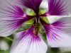 blumen-makros-10