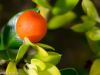 blumen-makros-11