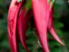 blumen-makros-13