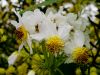 blumen-makros-16