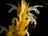 blumen-makros-17