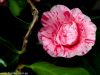 blumen-makros-2-2