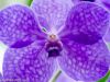 blumen-makros-2