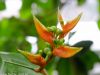 blumen-makros-4
