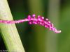 blumen-makros-5
