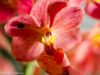 blumen-makros-6