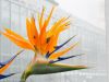 blumen-makros-7