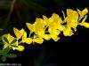 blumen-makros-8