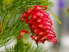 blumen-makros-9
