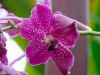 blumen-makros