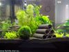Büroaquarium