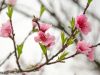 Kirschblüte auf der Daffneralm bei Samerberg im Chiemgau