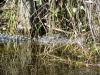 florida-29-12-09-thomas-014