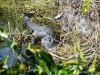 florida-29-12-09-thomas-017