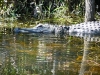 florida-29-12-09-thomas-027