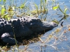 florida-29-12-09-thomas-038