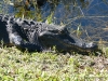 florida-29-12-09-thomas-041
