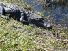 florida-29-12-09-thomas-044