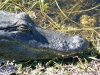 florida-29-12-09-thomas-052