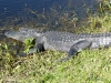 florida-29-12-09-thomas-054