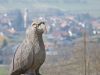 Holzvogel im Heididorf über Maienfeld