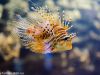 Fisch im Aquarium im Tierpark Hellabrunn