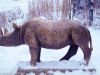 Bronze Nashorn im Tierpark Hellabrunn