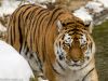 Tiger im Tierpark Hellabrunn in München