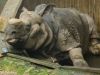 Nashorn im Tierpark Hellabrunn in München