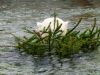 Eisbär beim Versteckspielen im Tierpark Hellabrunn in München