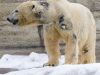 Eisbär im Tierpark Hellabrunn in München