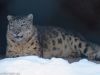 Schneeleopard im Tierpark Hellabrunn in München