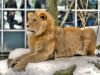 Löwe im Tierpark Hellabrunn in München