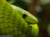 grüne Mamba im Tierpark Hellabrunn in München