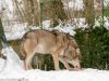 Wolf im Tierpark Hellabrunn in München