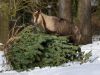 Bock auf Weihnachtsbaum im Tierpark Hellabrunn in München