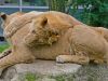 hellabrunn_2012-08-26_0094_bearbeitet-1