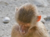 hellabrunn_2012-08-26_0239_bearbeitet-1