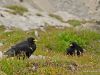 lustenau-wochenende_2012-08-11_0459_bearbeitet-1