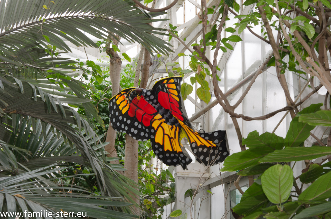 Schmetterlingsausstellung Im Botanischen Garten Munchen Feb 2013 Familie Sterr