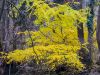 herbst-im-stadtpark-17