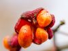 herbst-in-erding-1