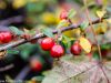herbst-in-erding-10