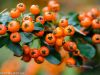 herbst-in-erding-11