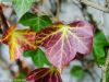 herbst-in-erding-13