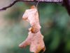 herbst-in-erding-16