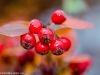 herbst-in-erding-21